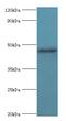 F-Box And WD Repeat Domain Containing 4 antibody, MBS1492185, MyBioSource, Western Blot image 