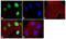 ATPase Family AAA Domain Containing 2 antibody, 720138, Invitrogen Antibodies, Immunofluorescence image 