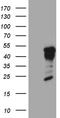 Glial Cells Missing Transcription Factor 1 antibody, TA810518, Origene, Western Blot image 