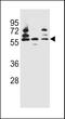 Pyruvate Dehyrogenase Phosphatase Catalytic Subunit 1 antibody, LS-C163497, Lifespan Biosciences, Western Blot image 