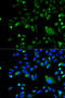 BCL10 Immune Signaling Adaptor antibody, STJ22772, St John