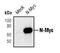 MYCN Proto-Oncogene, BHLH Transcription Factor antibody, PA5-17403, Invitrogen Antibodies, Western Blot image 