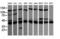 Mitogen-Activated Protein Kinase Kinase 1 antibody, LS-C337969, Lifespan Biosciences, Western Blot image 