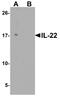 Interleukin 22 antibody, NBP2-41245, Novus Biologicals, Western Blot image 