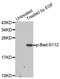BCL2 Associated Agonist Of Cell Death antibody, abx000195, Abbexa, Western Blot image 