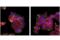Interferon Regulatory Factor 3 antibody, 48868S, Cell Signaling Technology, Immunofluorescence image 