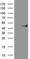 Tribbles Pseudokinase 3 antibody, CF807611, Origene, Western Blot image 