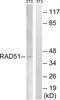 RAD51 Recombinase antibody, LS-C118371, Lifespan Biosciences, Western Blot image 