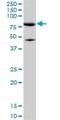 Mitofusin 2 antibody, H00009927-M01, Novus Biologicals, Western Blot image 