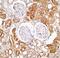 X-Linked Inhibitor Of Apoptosis antibody, PA5-20067, Invitrogen Antibodies, Immunohistochemistry frozen image 