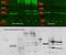 Aldolase, Fructose-Bisphosphate A antibody, PA1-27236, Invitrogen Antibodies, Western Blot image 