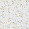 Tripartite Motif Containing 29 antibody, 22-993, ProSci, Immunohistochemistry frozen image 