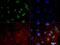 RNA Polymerase II Subunit A antibody, NB200-598, Novus Biologicals, Immunocytochemistry image 