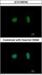 Minichromosome Maintenance Complex Component 4 antibody, GTX109740, GeneTex, Immunocytochemistry image 