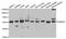 Thioredoxin Reductase 2 antibody, orb167396, Biorbyt, Western Blot image 