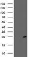 Frataxin antibody, TA504352, Origene, Western Blot image 