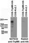 Transient Receptor Potential Cation Channel Subfamily M Member 6 antibody, 73-464, Antibodies Incorporated, Western Blot image 
