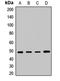 VPS4A antibody, LS-C668528, Lifespan Biosciences, Western Blot image 