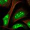 Zinc Finger Protein 668 antibody, NBP1-92615, Novus Biologicals, Immunofluorescence image 