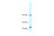 RNA Binding Motif Protein 10 antibody, 27-289, ProSci, Immunohistochemistry paraffin image 