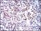 BMI1 Proto-Oncogene, Polycomb Ring Finger antibody, GTX60516, GeneTex, Immunohistochemistry paraffin image 