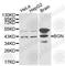 Biglycan antibody, A1039, ABclonal Technology, Western Blot image 