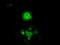 Cytochrome P450 Oxidoreductase antibody, NBP1-47914, Novus Biologicals, Immunofluorescence image 
