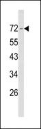 Neurofibromin 2 antibody, MBS9205101, MyBioSource, Western Blot image 