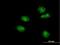 Forkhead Box A2 antibody, H00003170-M11, Novus Biologicals, Immunofluorescence image 