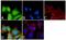 Mitogen-Activated Protein Kinase Kinase 1 antibody, GTX25613, GeneTex, Immunofluorescence image 