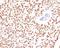 Forkhead Box A1 antibody, V7225SAF-100UG, NSJ Bioreagents, Immunohistochemistry frozen image 