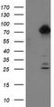 Tubulin Tyrosine Ligase Like 12 antibody, TA500776, Origene, Western Blot image 