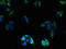 Olfactory Receptor Family 2 Subfamily L Member 13 antibody, orb34886, Biorbyt, Immunofluorescence image 