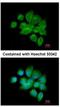 Inhibin Subunit Beta B antibody, NBP2-16966, Novus Biologicals, Immunocytochemistry image 