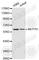 MutY DNA Glycosylase antibody, A1612, ABclonal Technology, Western Blot image 