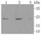 CD63 Molecule antibody, NBP2-67425, Novus Biologicals, Western Blot image 