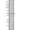 Wnt Family Member 10A antibody, abx219357, Abbexa, Western Blot image 