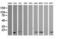 HRas Proto-Oncogene, GTPase antibody, LS-C174468, Lifespan Biosciences, Western Blot image 