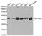 Saccharopine Dehydrogenase (Putative) antibody, MBS127747, MyBioSource, Western Blot image 