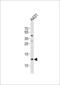 Small proline-rich protein 2A antibody, 55-396, ProSci, Western Blot image 