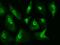 Small ubiquitin-related modifier 3 antibody, GTX02512, GeneTex, Immunofluorescence image 