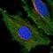 Hydrocephalus-inducing protein antibody, HPA074129, Atlas Antibodies, Immunofluorescence image 