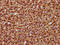 DEAH-Box Helicase 38 antibody, LS-C680384, Lifespan Biosciences, Immunohistochemistry paraffin image 