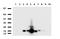 Visinin Like 1 antibody, LS-C796852, Lifespan Biosciences, Western Blot image 