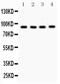 Valosin Containing Protein antibody, PA5-80218, Invitrogen Antibodies, Western Blot image 