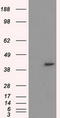 Protein Phosphatase Methylesterase 1 antibody, LS-C114913, Lifespan Biosciences, Western Blot image 