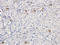 Coagulation Factor VIII antibody, orb304040, Biorbyt, Immunohistochemistry paraffin image 