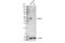 GATA Binding Protein 3 antibody, 96098S, Cell Signaling Technology, Western Blot image 