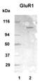 Glutamate Metabotropic Receptor 1 antibody, PA1-46151, Invitrogen Antibodies, Western Blot image 
