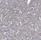 Dystrobrevin Binding Protein 1 antibody, NBP1-85299, Novus Biologicals, Immunohistochemistry paraffin image 